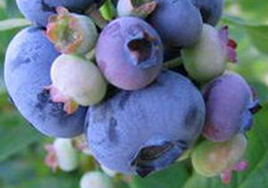 Vaccinium corymbosum `patriot`<br /> 